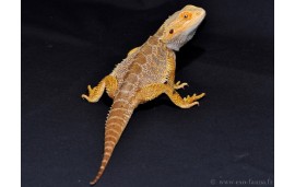 Pogona vitticeps