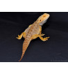 Pogona vitticeps