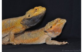 Pogona vitticeps