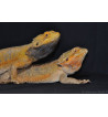 Pogona vitticeps