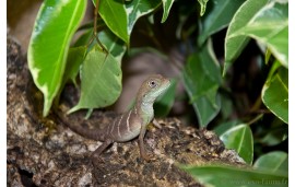 Physignathus cocincinus Physignathus cocincinus