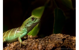 Physignathus cocincinus Physignathus cocincinus