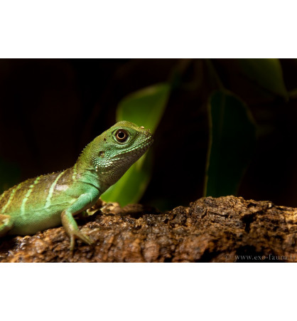 Physignathus cocincinus Physignathus cocincinus