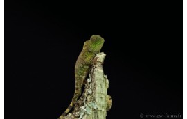 Gonocephalus chamaeleontinus Gonocephalus chamaeleontinus