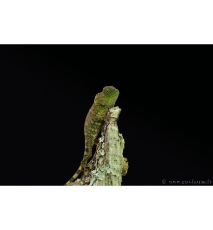 Gonocephalus chamaeleontinus Gonocephalus chamaeleontinus
