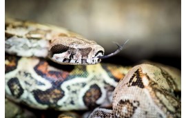 Boa constrictor imperator