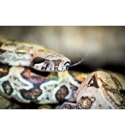 Boa constrictor imperator