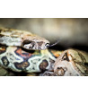 Boa constrictor imperator