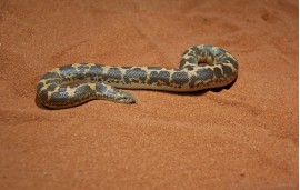 Boa constrictor imperator Boa constrictor imperator