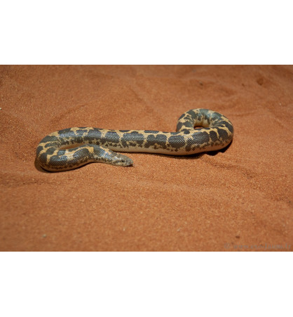 Boa constrictor imperator Boa constrictor imperator