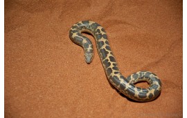 Boa constrictor imperator Boa constrictor imperator