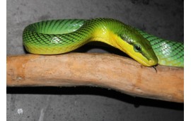 Gonyosoma oxycephala Gonyosoma oxycephala