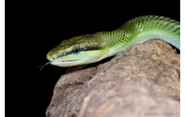 Gonyosoma oxycephala Gonyosoma oxycephala