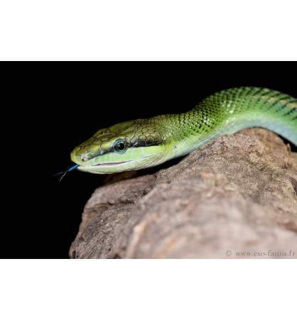 Gonyosoma oxycephala Gonyosoma oxycephala