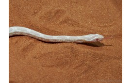 Pantherophis guttatus snow Pantherophis guttatus snow