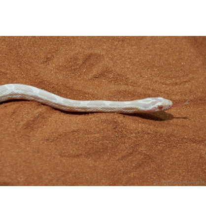 Pantherophis guttatus snow Pantherophis guttatus snow