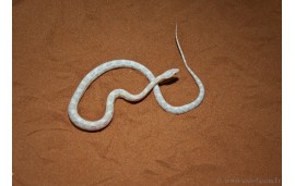 Pantherophis guttatus snow Pantherophis guttatus snow