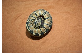 Python regius