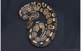 Python regius