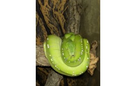 Morelia viridis “Manokwari” Morelia viridis “Manokwari”