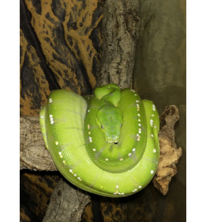 Morelia viridis “Manokwari” Morelia viridis “Manokwari”