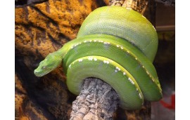 Morelia viridis “Manokwari” Morelia viridis “Manokwari”