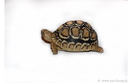 Stigmochelys pardalis babcocki Stigmochelys pardalis babcocki