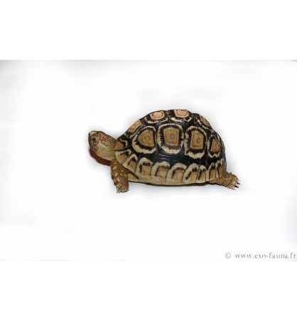Stigmochelys pardalis babcocki Stigmochelys pardalis babcocki