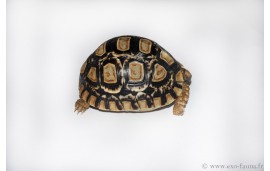 Stigmochelys pardalis babcocki Stigmochelys pardalis babcocki