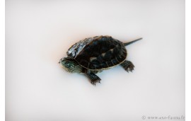 Mauremys sinensis Mauremys sinensis