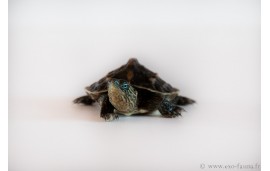 Mauremys sinensis Mauremys sinensis