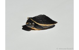 Emydura subglobosa Emydura subglobosa
