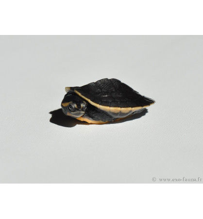 Emydura subglobosa Emydura subglobosa