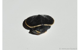 Emydura subglobosa Emydura subglobosa