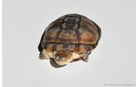 Pelomedusa subrufa Pelomedusa subrufa