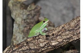 Hyla cinerea Hyla cinerea