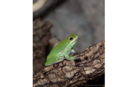 Hyla cinerea Hyla cinerea
