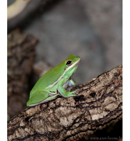 Hyla cinerea Hyla cinerea