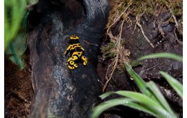 dendrobate leucomelas