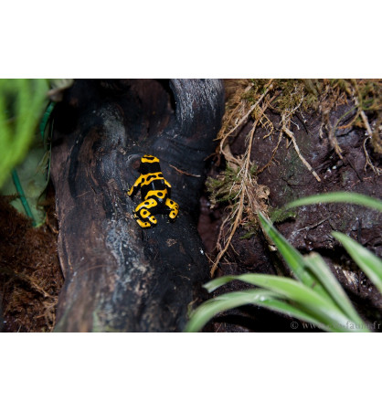 dendrobate leucomelas dendrobate leucomelas