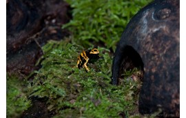 dendrobate leucomelas dendrobate leucomelas