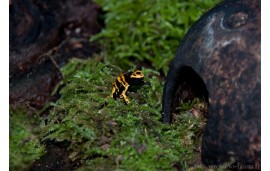 dendrobate leucomelas