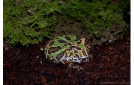 Ceratophrys cranwelli Ceratophrys cranwelli