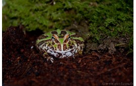 Ceratophrys cranwelli Ceratophrys cranwelli