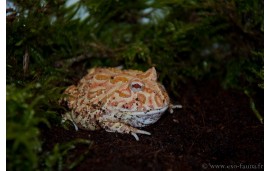 Ceratophrys cranwelli abricot