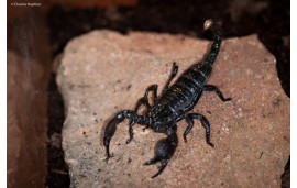Pandinus imperator Pandinus imperator