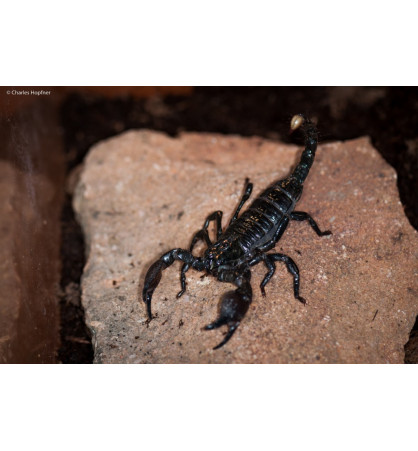 Pandinus imperator Pandinus imperator