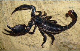 Pandinus imperator Pandinus imperator