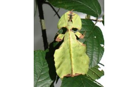 Phyllium giganteum