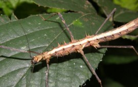 Acanthomenexenus polyacanthus Acanthomenexenus polyacanthus